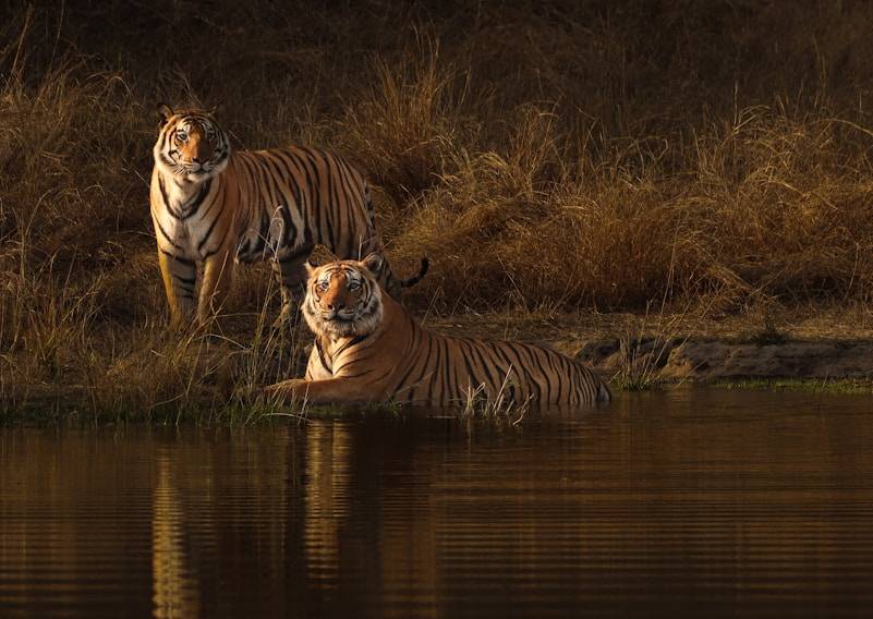 Central India