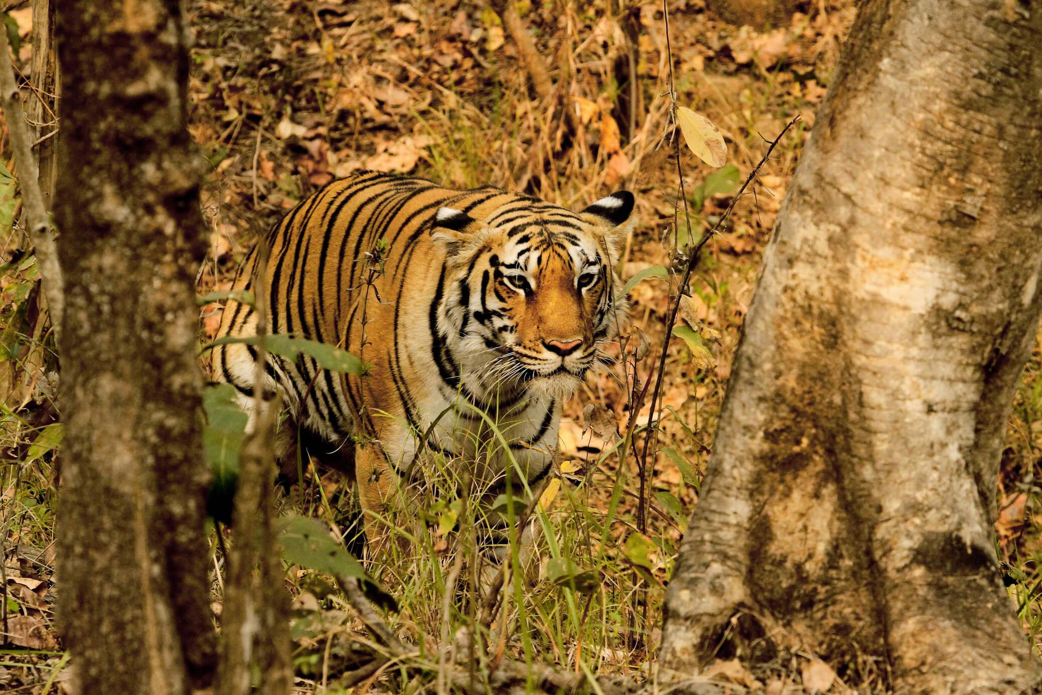 Pench Tiger Reserve