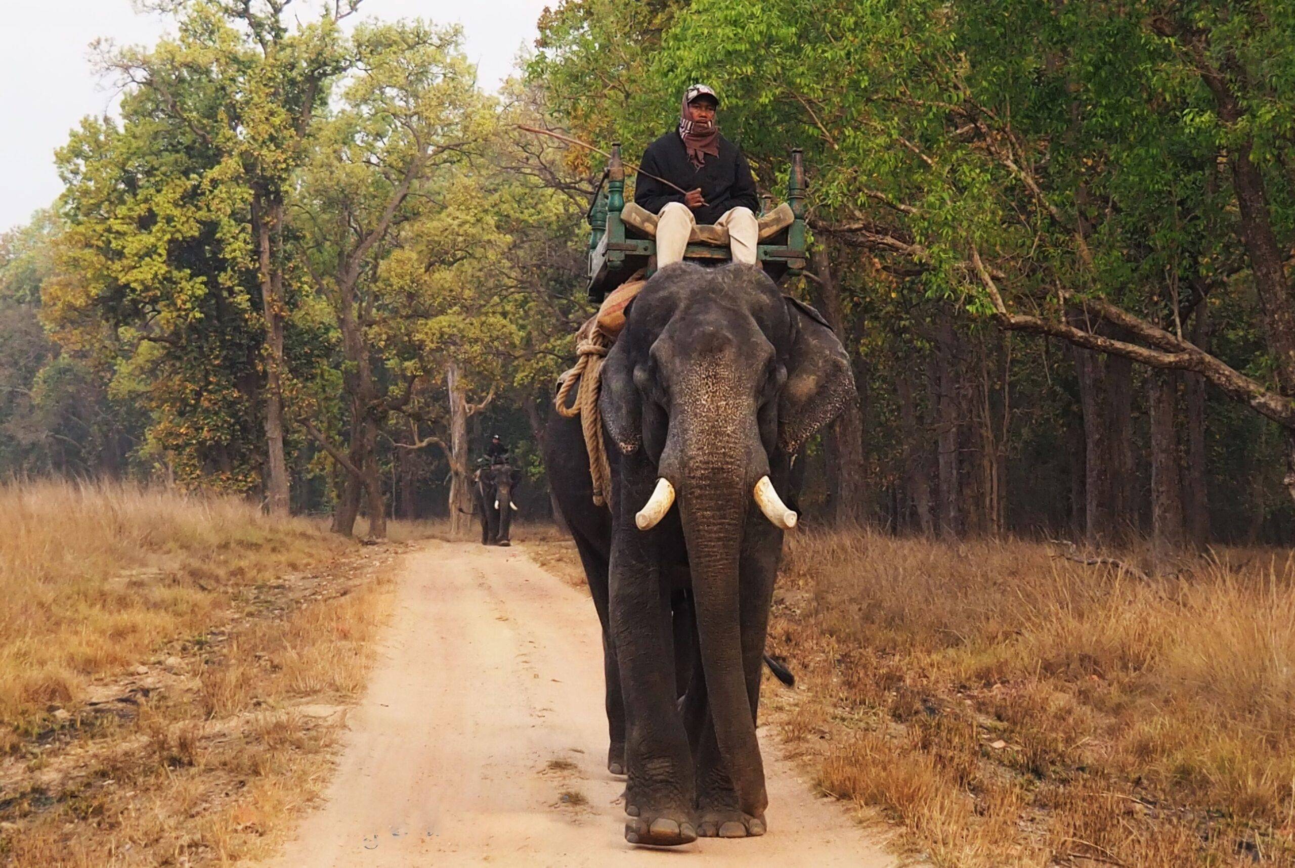 Kanha & Bandhavgarh