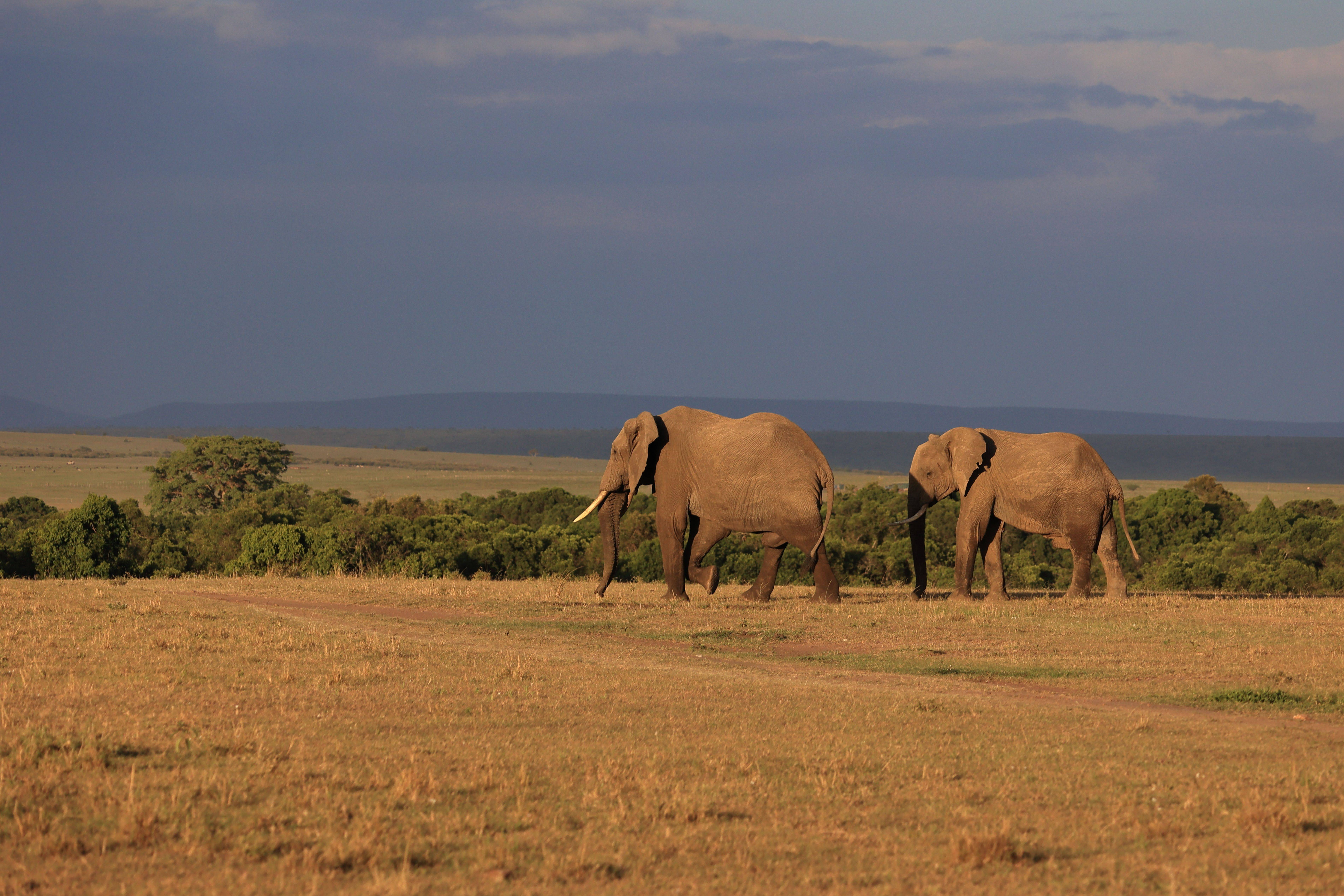 Great Migration