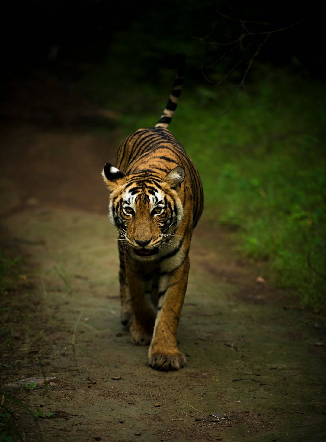 Tiger Photography Ranthambore & Bandhavgarh