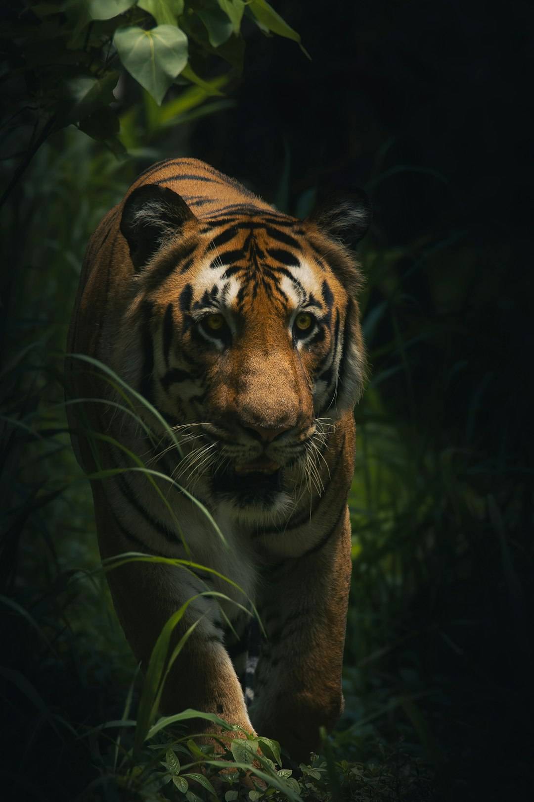 Bengal tiger walking through the forest at Jim Corbett National Park