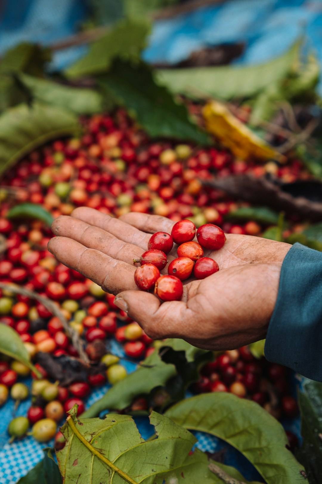 Handful of ripe red coffee cherries harvested on a Coorg estate