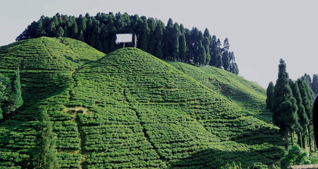 Darjeeling & Kalimpong