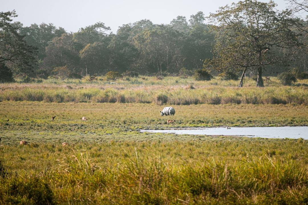 Kaziranga & Majuli