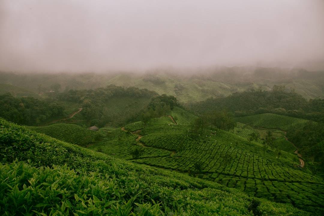 Rolling Nilgiri tea plantation rows under a layer of low fog
