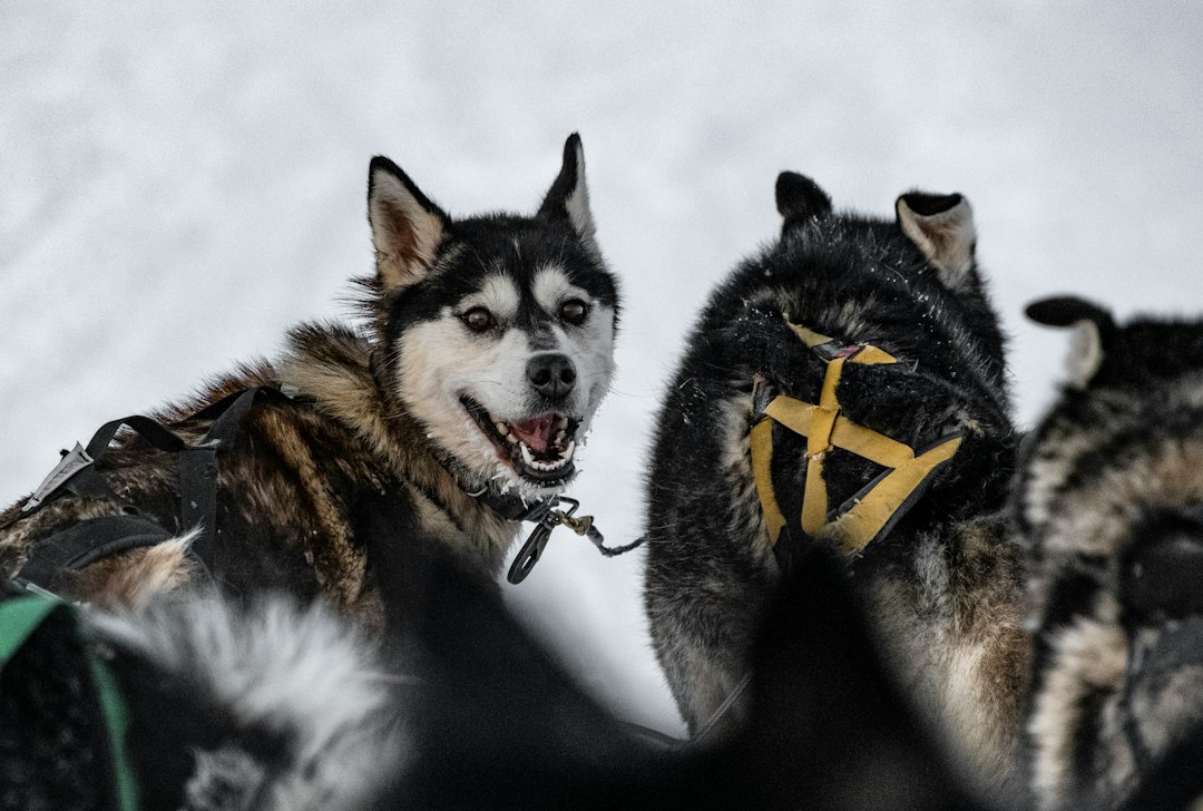 A husky dog pulling a sled across snow, a popular Lapland tourism activity worth vetting for animal welfare certification