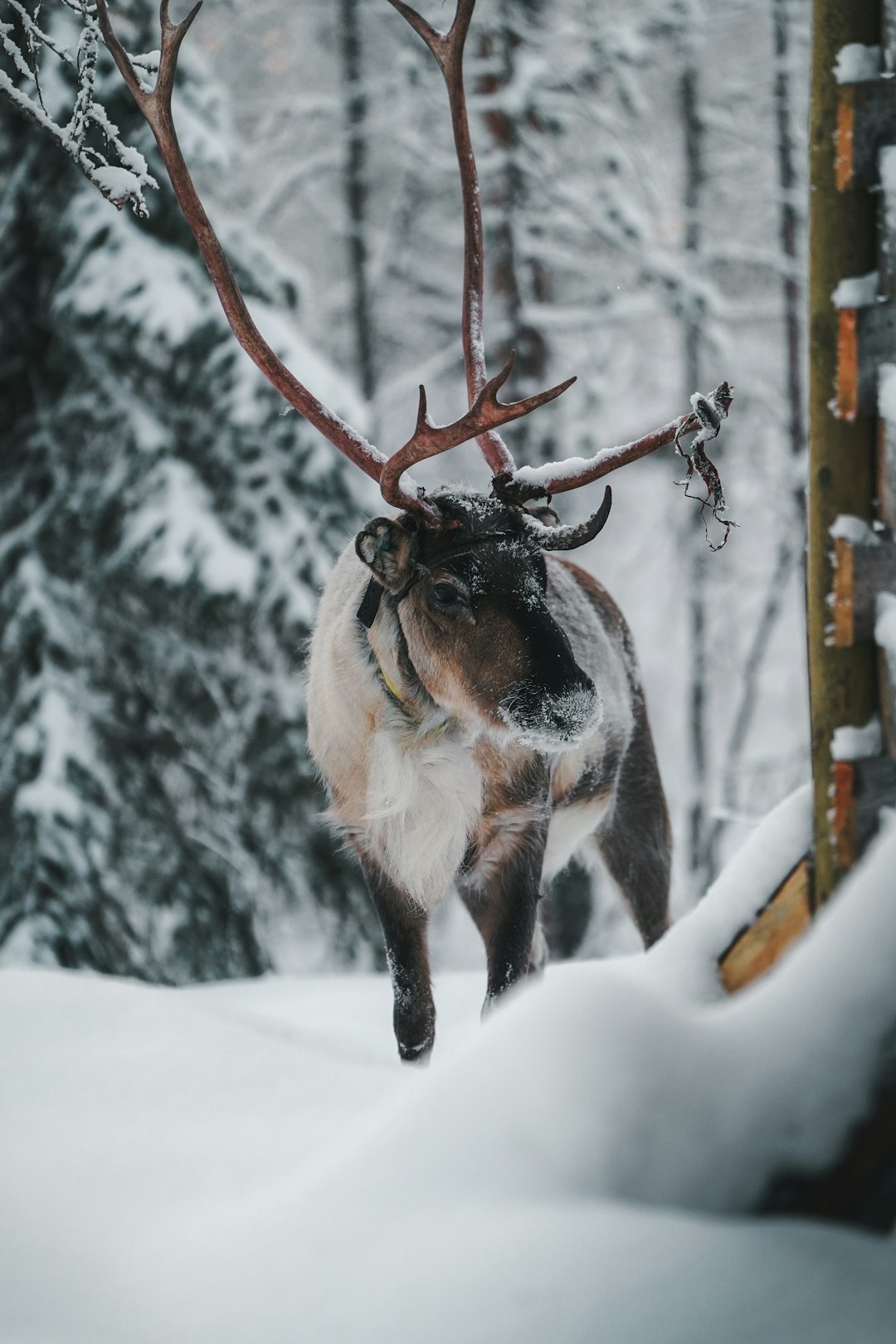 A reindeer with antlers walking through deep snow in Finnish Lapland, part of the Sámi herding economy