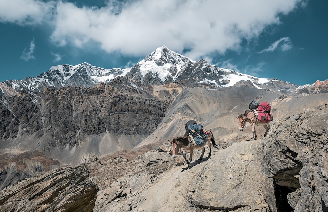 Pack animals carrying loads along a rocky Himalayan trekking trail, like the route beyond Gangotri to Gaumukh