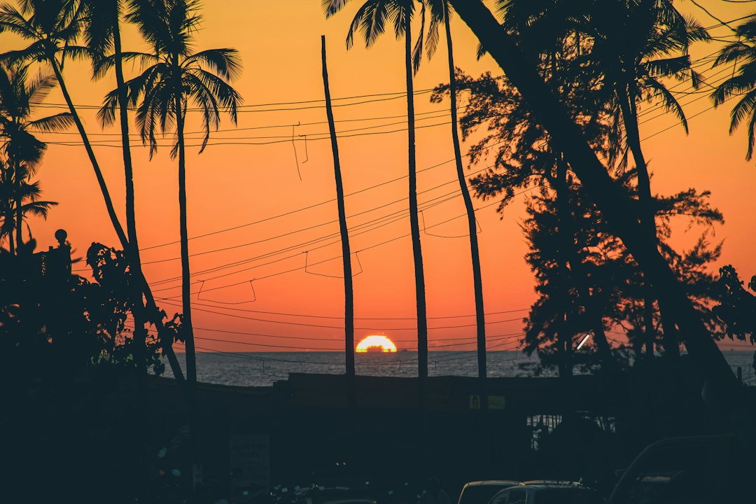 Silhouetted palm trees on a quiet Goa beach at sunset during shoulder season